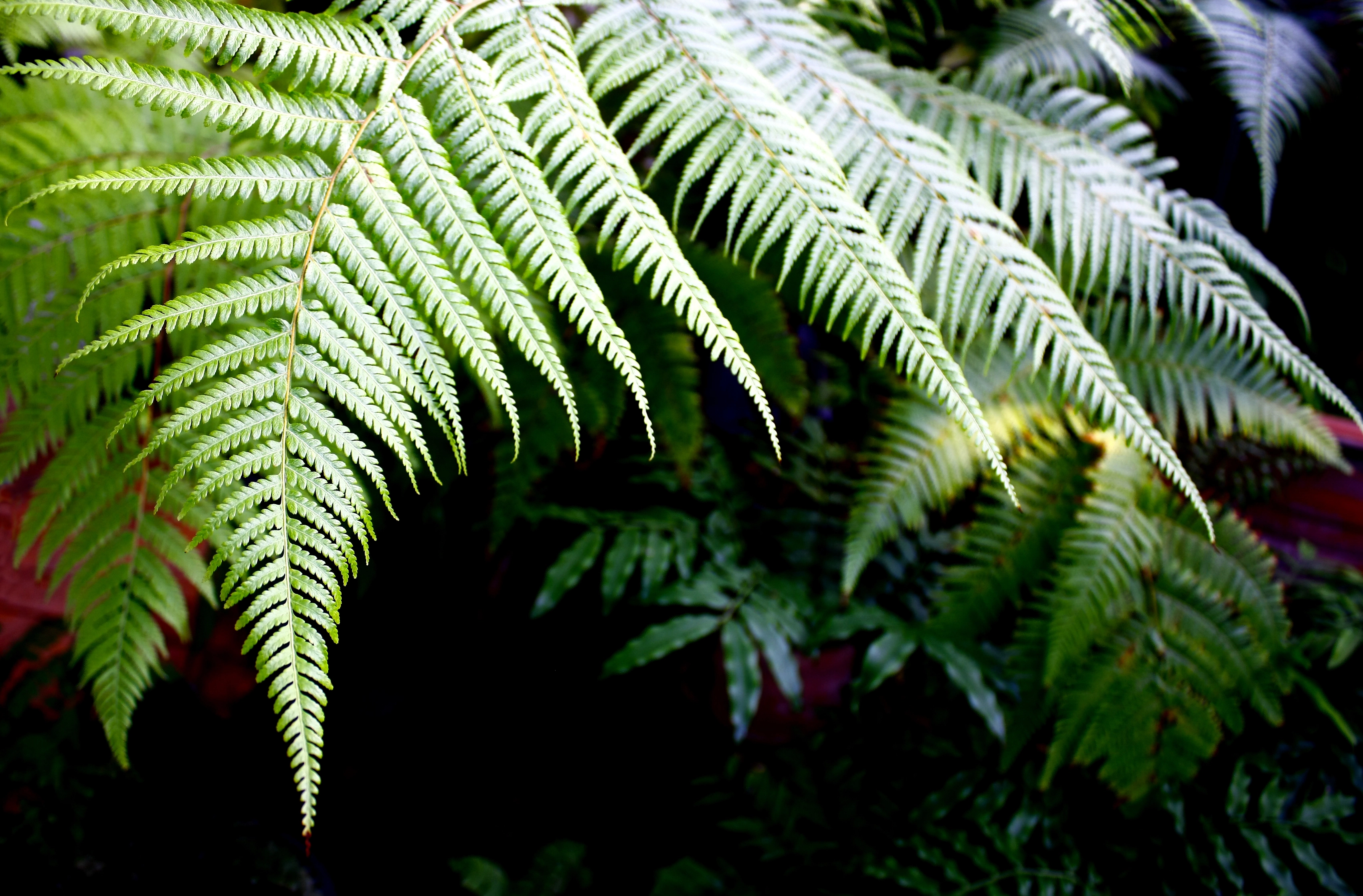 background image: fern leaves
